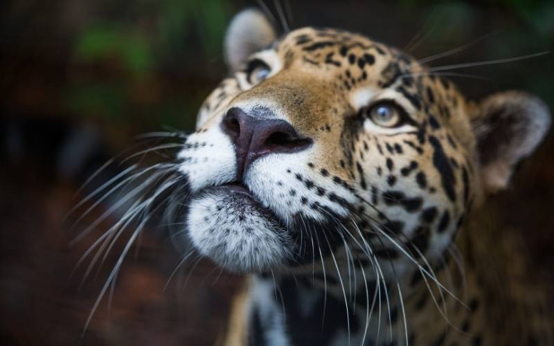 Belize Jaguar Animal on Wild