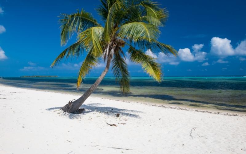 Cayman Island coconut tree