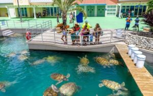 Turtle Sanctuary in Cayman Turtle Center