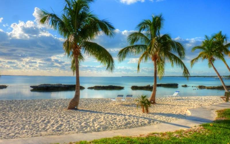 Coconut Trees in Abaco Beach, Bahamas