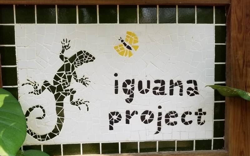 Green Iguana Conservation Project, Belize