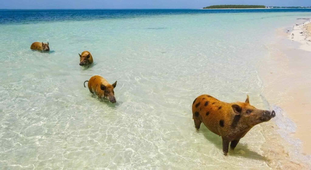 Pig Beach, Great Exuma Bahamas.