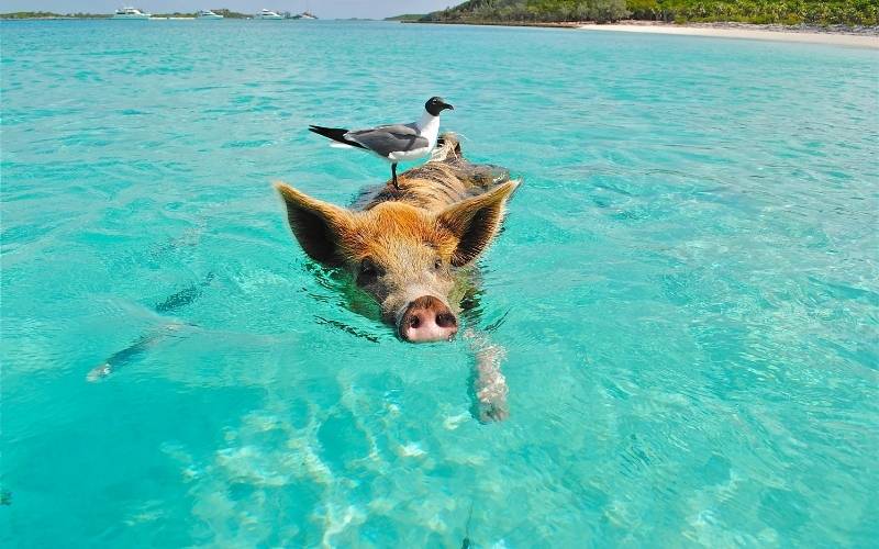 Happy Pig on Pig Beach, Great Exuma Bahamas