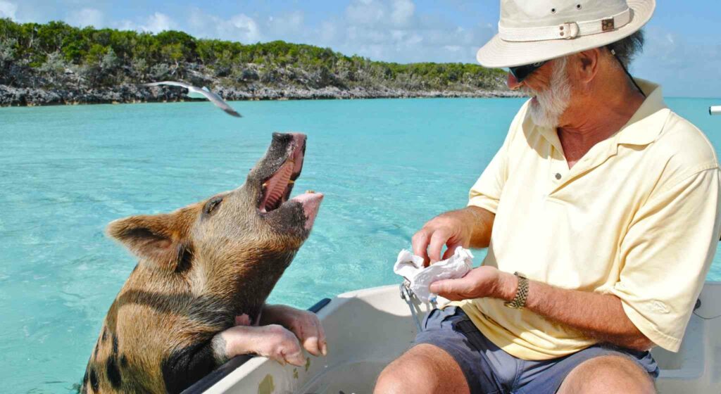 Pig feeding in Exumas, Bahamas