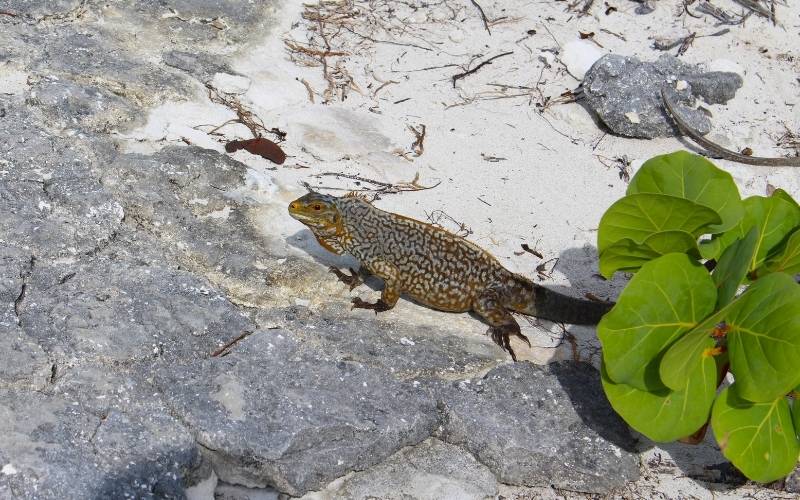 Sandy Cay Iguanas at Exumas, Bahamas