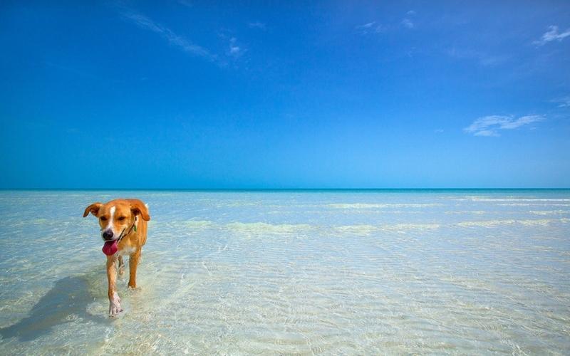 Dog at the Beach of Taylor Bay Beach, Turks and Caicos Islands