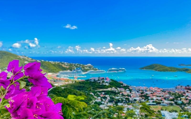 Gorgeous Flower on Charlotte Amalie, St. Thomas