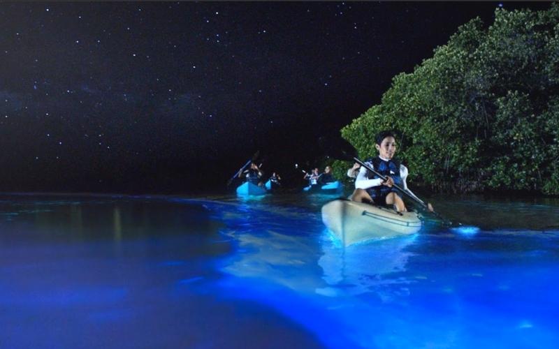 Night Kayak at Bioluminescent Bay, Puerto Rico