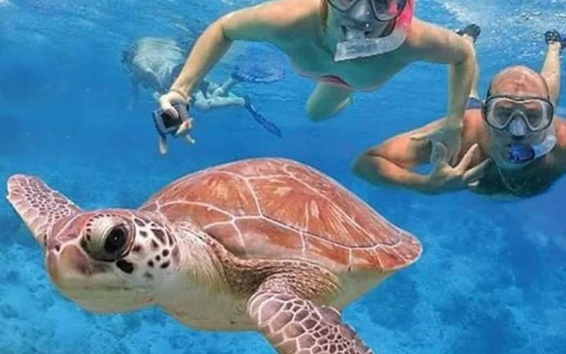 Snorkeling in Cayman