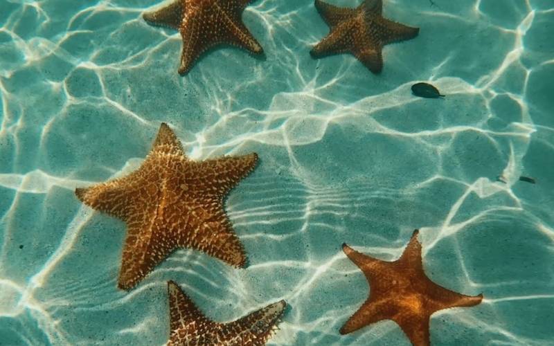 Starfish at Stingray City in Grand Cayman Islands