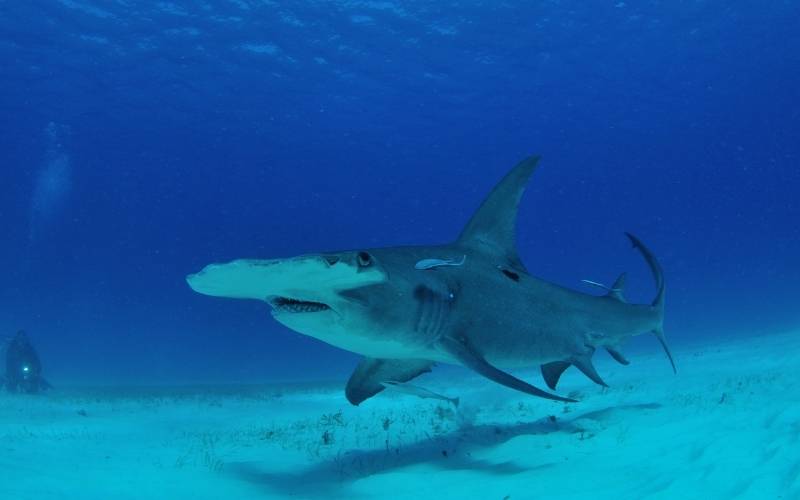 The Great Hammerhead Shark in Bimini, Bahamas