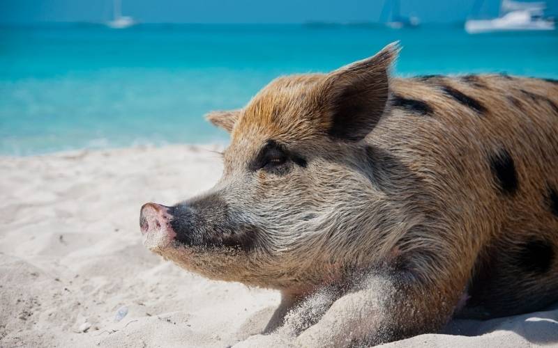 Wild Pig on Big Major Island, Bahamas