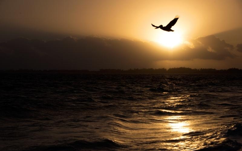 Bird Flying on the Sunset of Turks And Caicos Islands