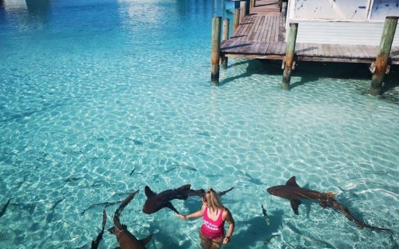 Nurse Sharks in The Bahamas in Compass Cay
