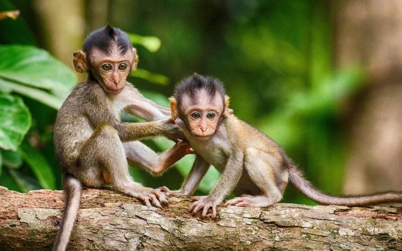 2 little monkeys