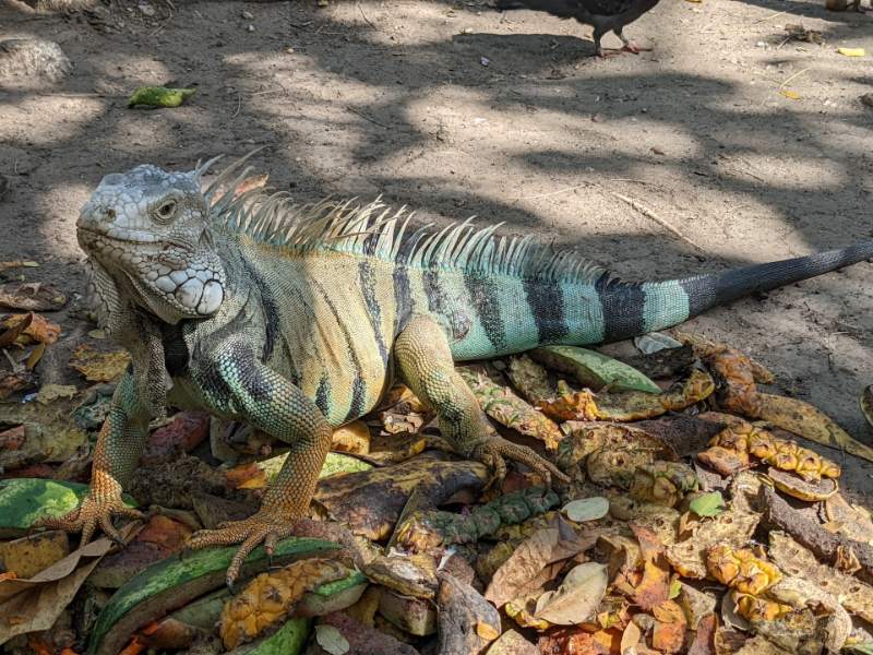 iguana at the farm