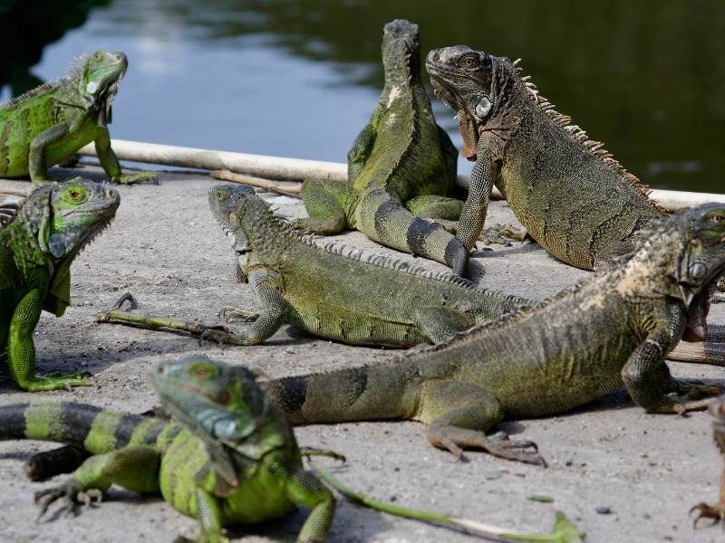 iguana infestation 2