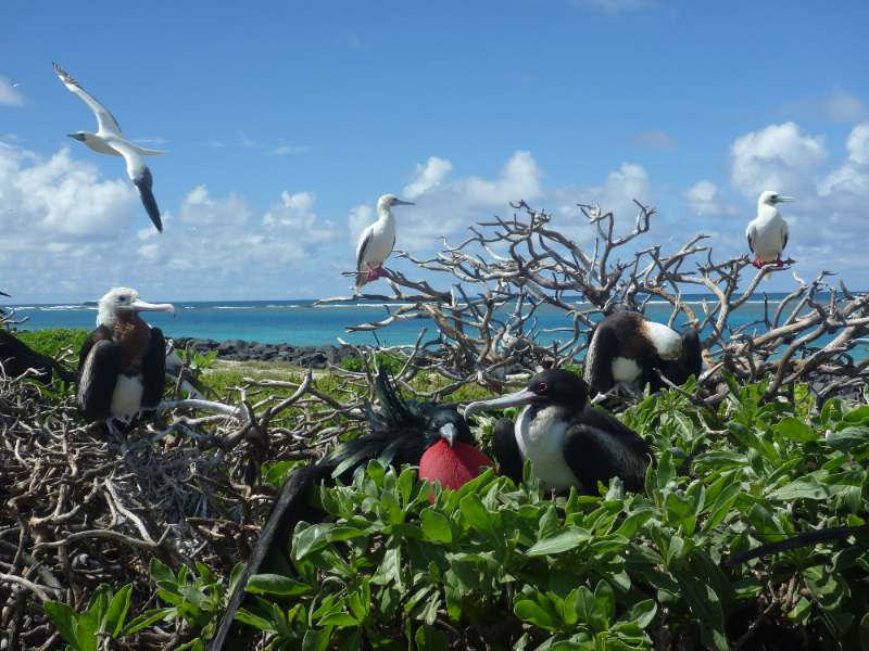 Bird Watching in Little Cayman