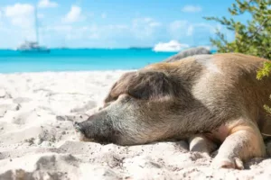 Exuma's Beach Pig Roasts Should be on Your Bucket List