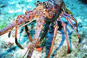 Lobster Snorkeling in the Bahamas