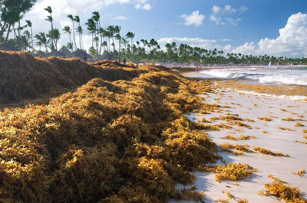 Seaweed Surge caribbean